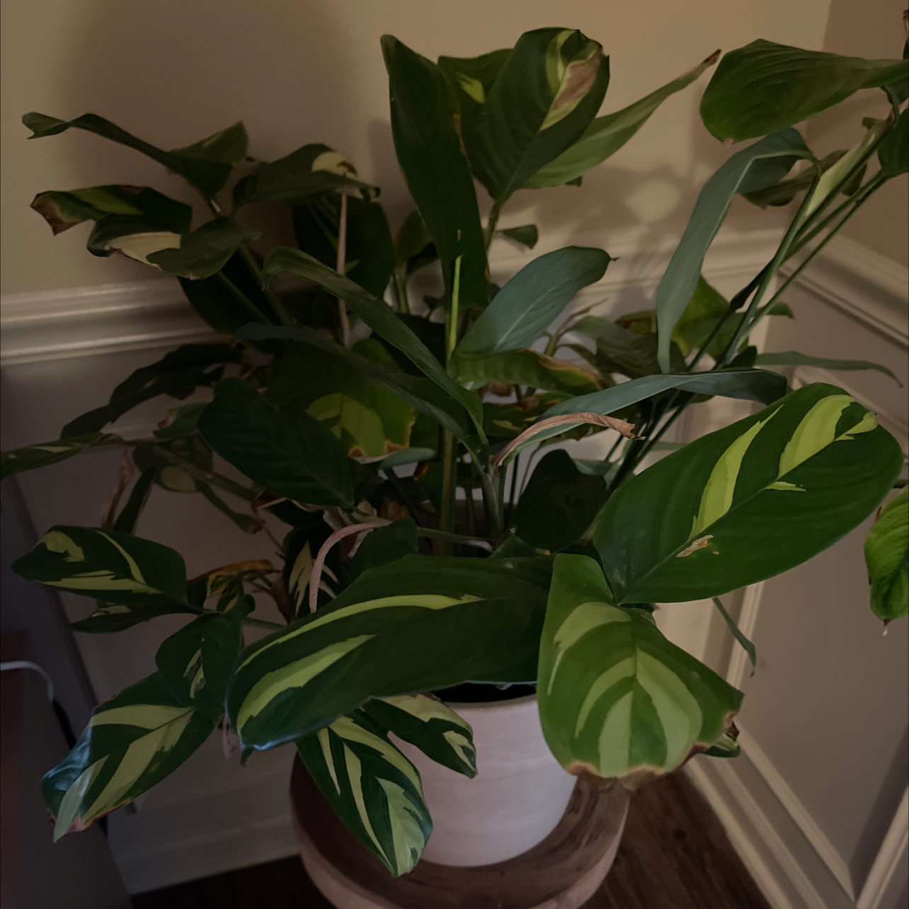 Photo of the plant species Bamburanta Plant by @KingpinKeylime named Bamburanta on Greg, the plant care app