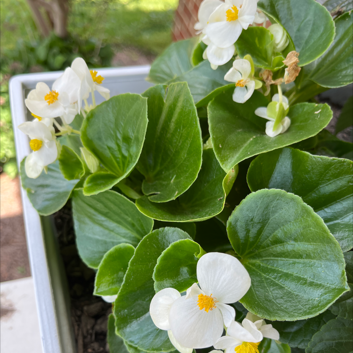 Photo of the plant species Clubed Begonia by @AlluringFuscia named White on Greg, the plant care app