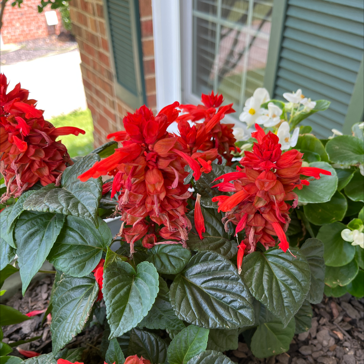 Scarlet Sage plant with vibrant red flowers and healthy green leaves.