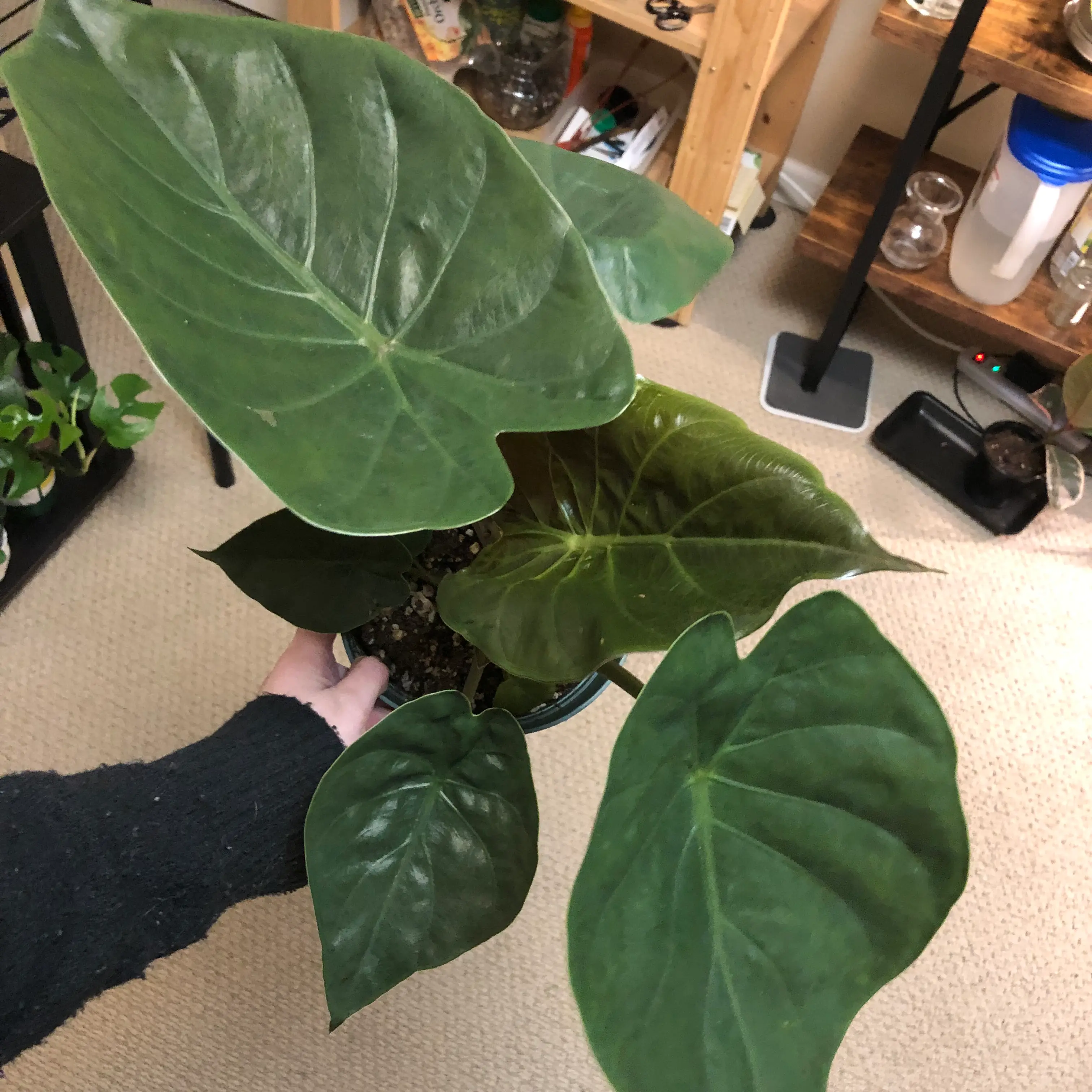 New Guinea Shield plant with large, glossy green leaves held by a hand.