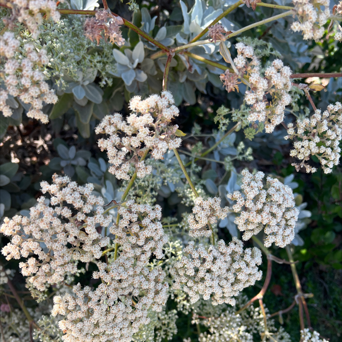 Photo of the plant species St. Catherine's Lace by @FreshLipandra named Your plant on Greg, the plant care app