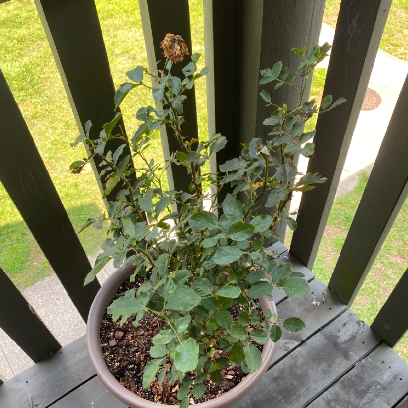 Potted Black Nightshade plant with some browning leaves on a wooden surface.