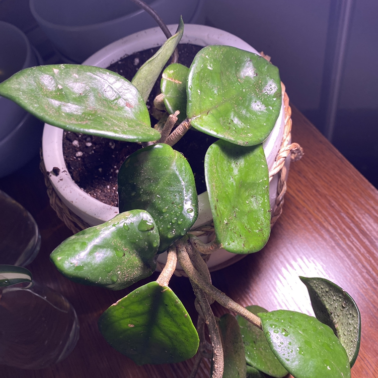 Chelsea Hoya plant in a pot with visible soil and healthy green leaves.