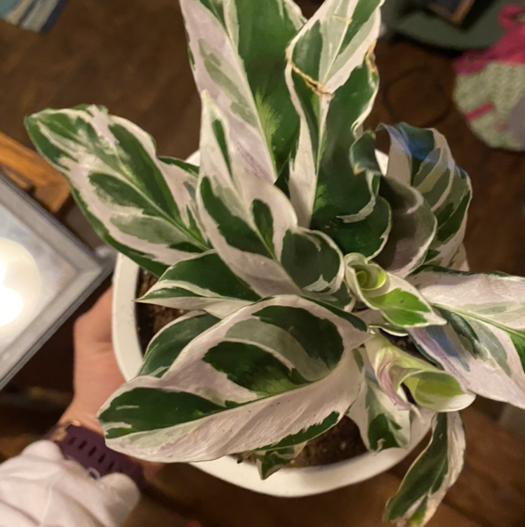 Calathea 'White Fusion' plant with variegated leaves in a pot, held by a hand.