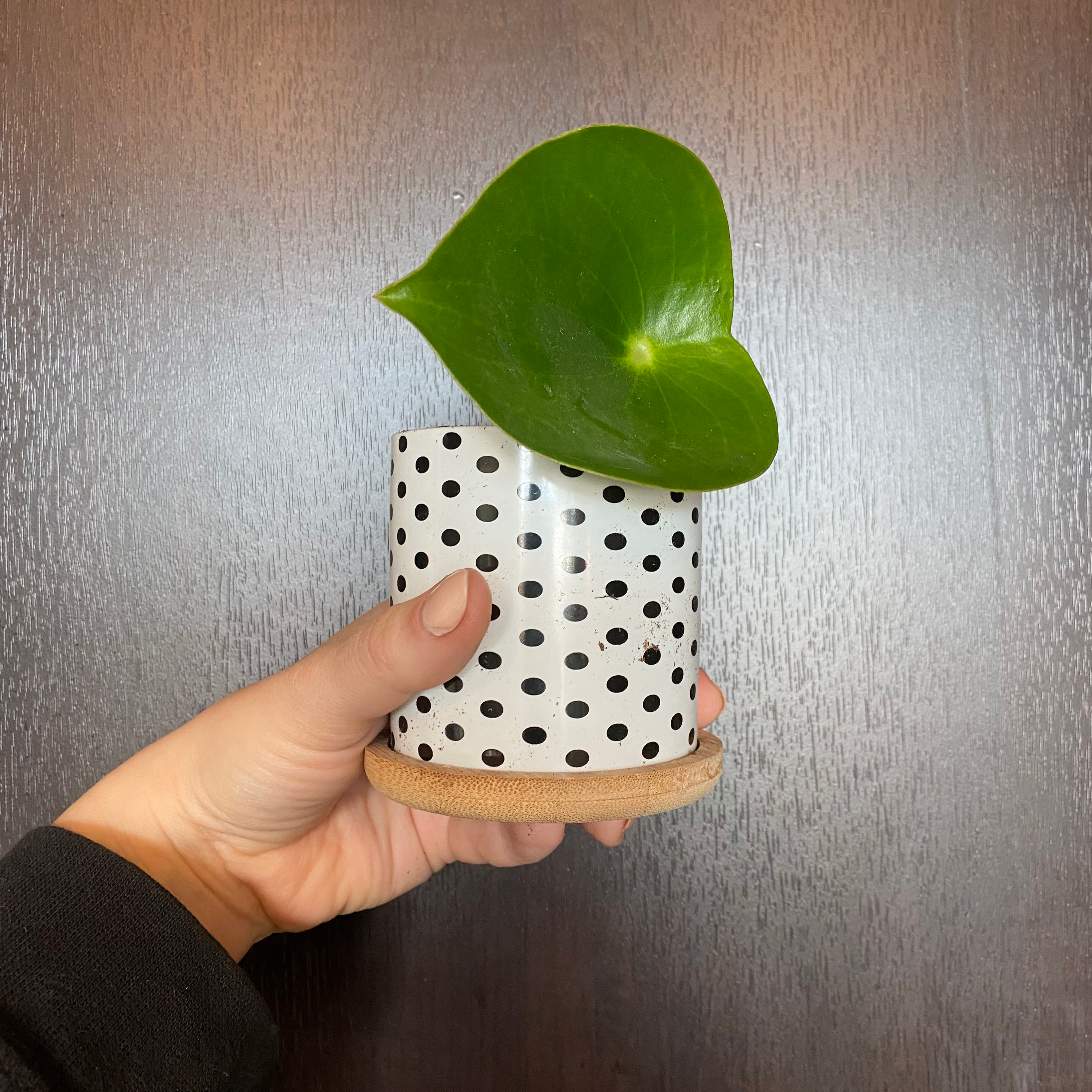 Raindrop Peperomia plant in a polka-dotted pot held by a hand.