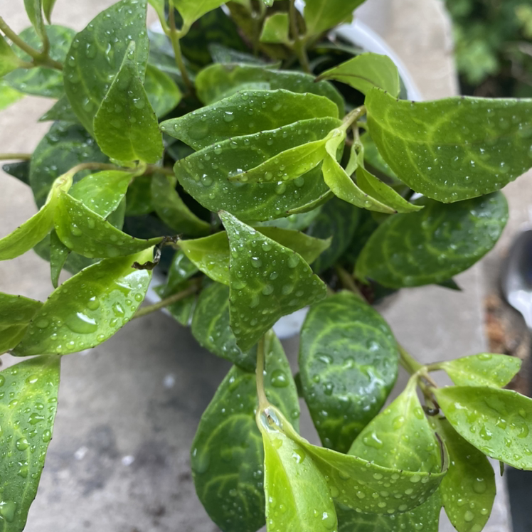 Black Pagoda Lipstick Plant with vibrant green leaves covered in water droplets.