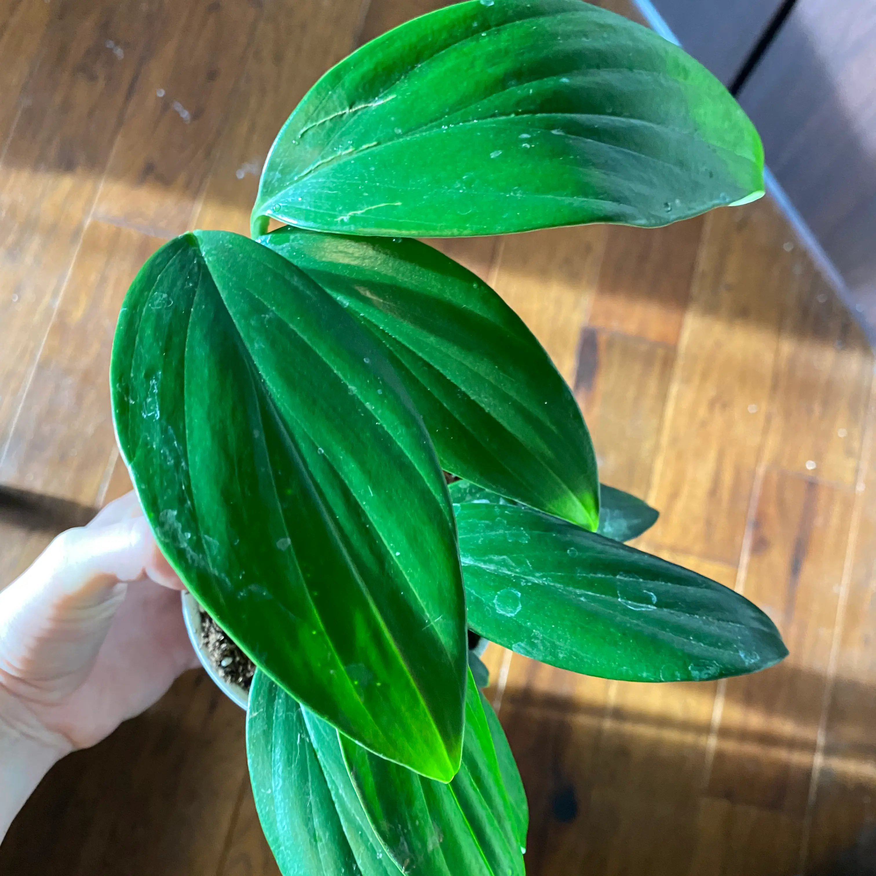 Healthy Rhaphidophora decursiva plant with vibrant green leaves, held by a hand.