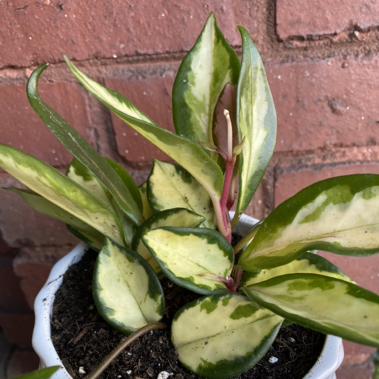 Photo of the plant species Hoya Carnosa Tricolor by @Lara named Trio on Greg, the plant care app
