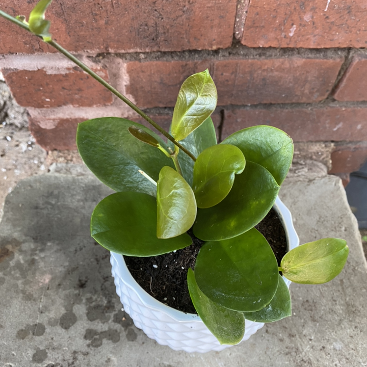 Photo of the plant species Waxvine by @Lara named Valerie on Greg, the plant care app