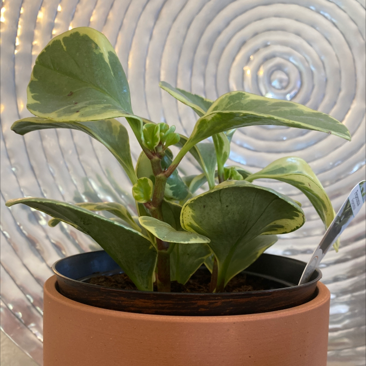 Photo of the plant species Peperomia 'Ginny' by @Lara named Pepper on Greg, the plant care app