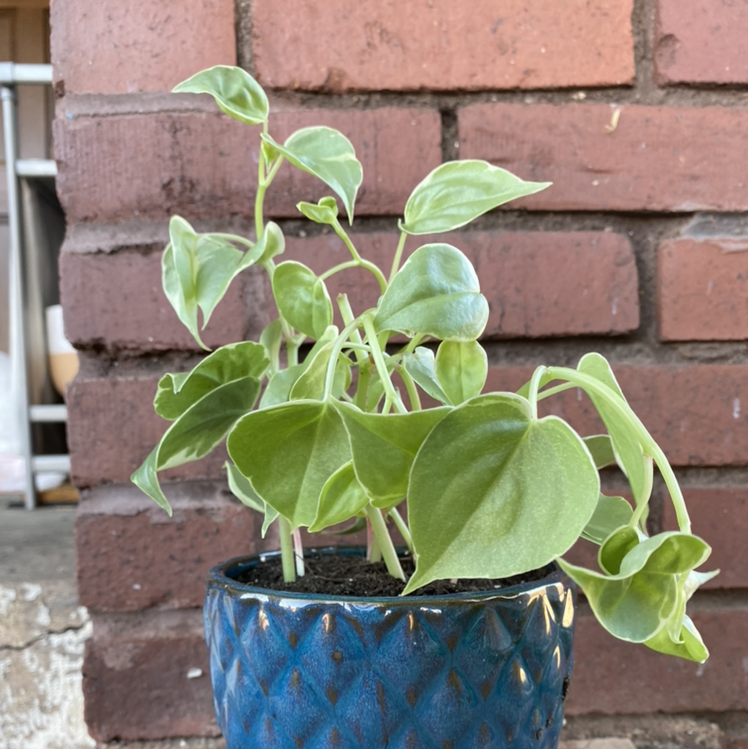 Variegated Peperomia Scandens plant in a blue pot against a brick wall.