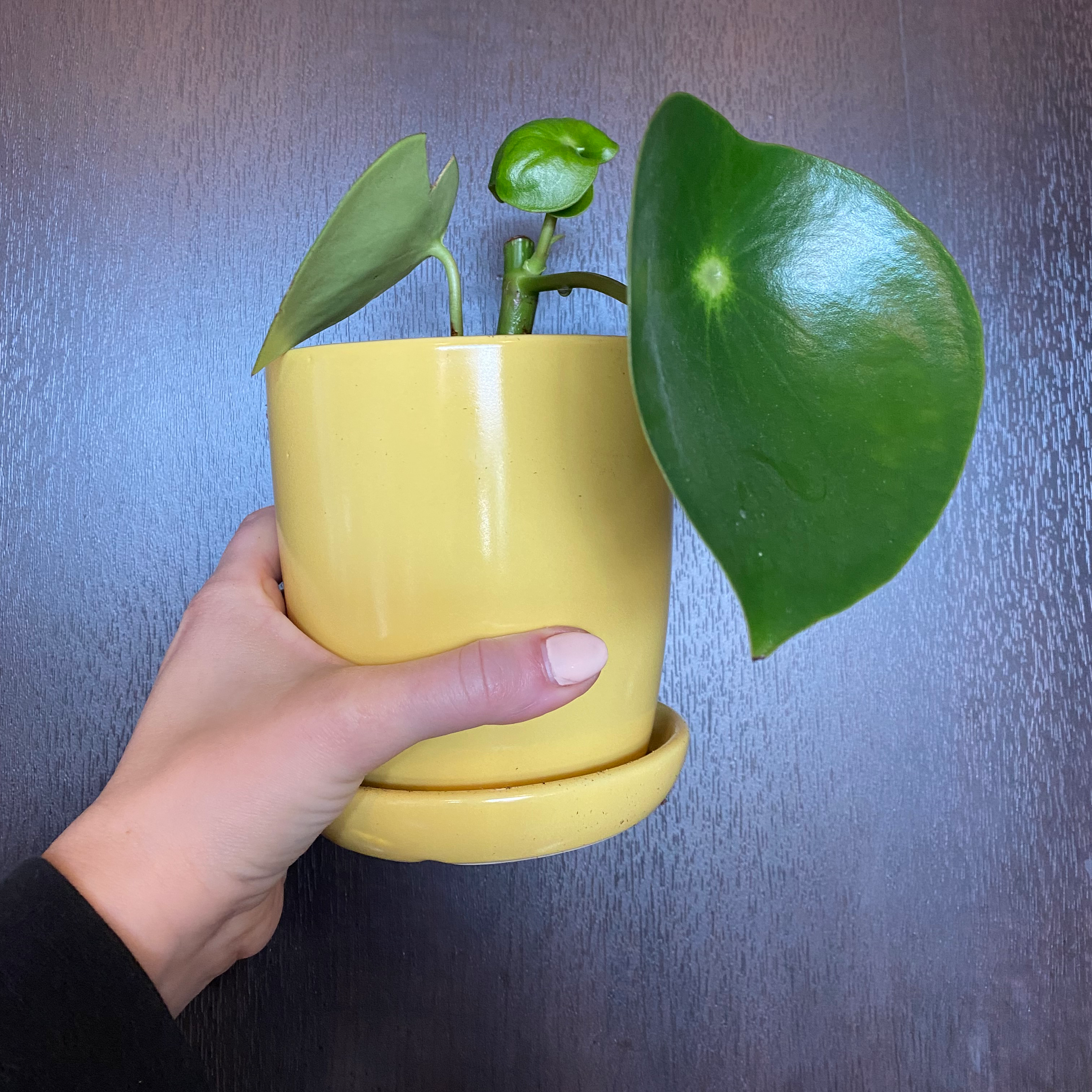 Raindrop Peperomia plant in a yellow pot held by a hand, with vibrant green leaves.