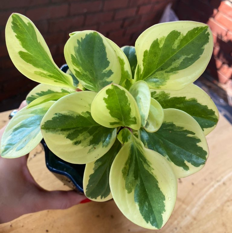 Photo of the plant species Jelly Peperomia by @Lara named Bertha on Greg, the plant care app