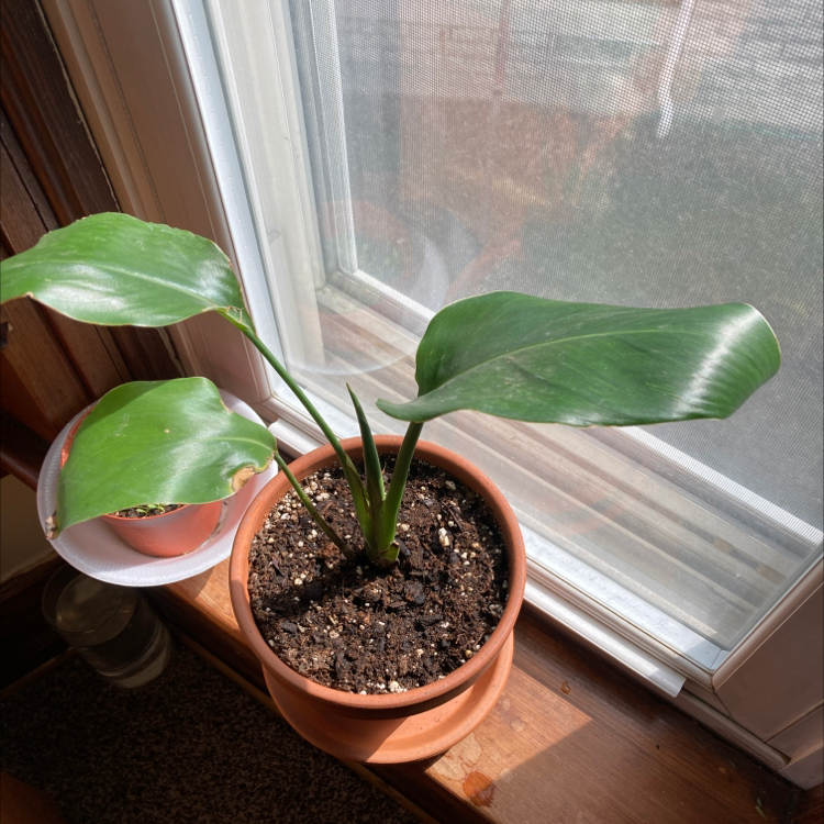 Photo of the plant species Bird of Paradise by @ayreka named Denali on Greg, the plant care app