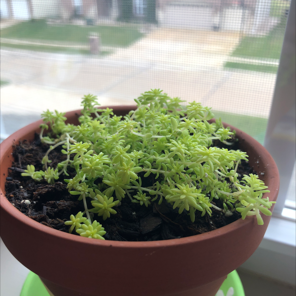 Potted Goldmoss Stonecrop plant on a windowsill with visible soil.