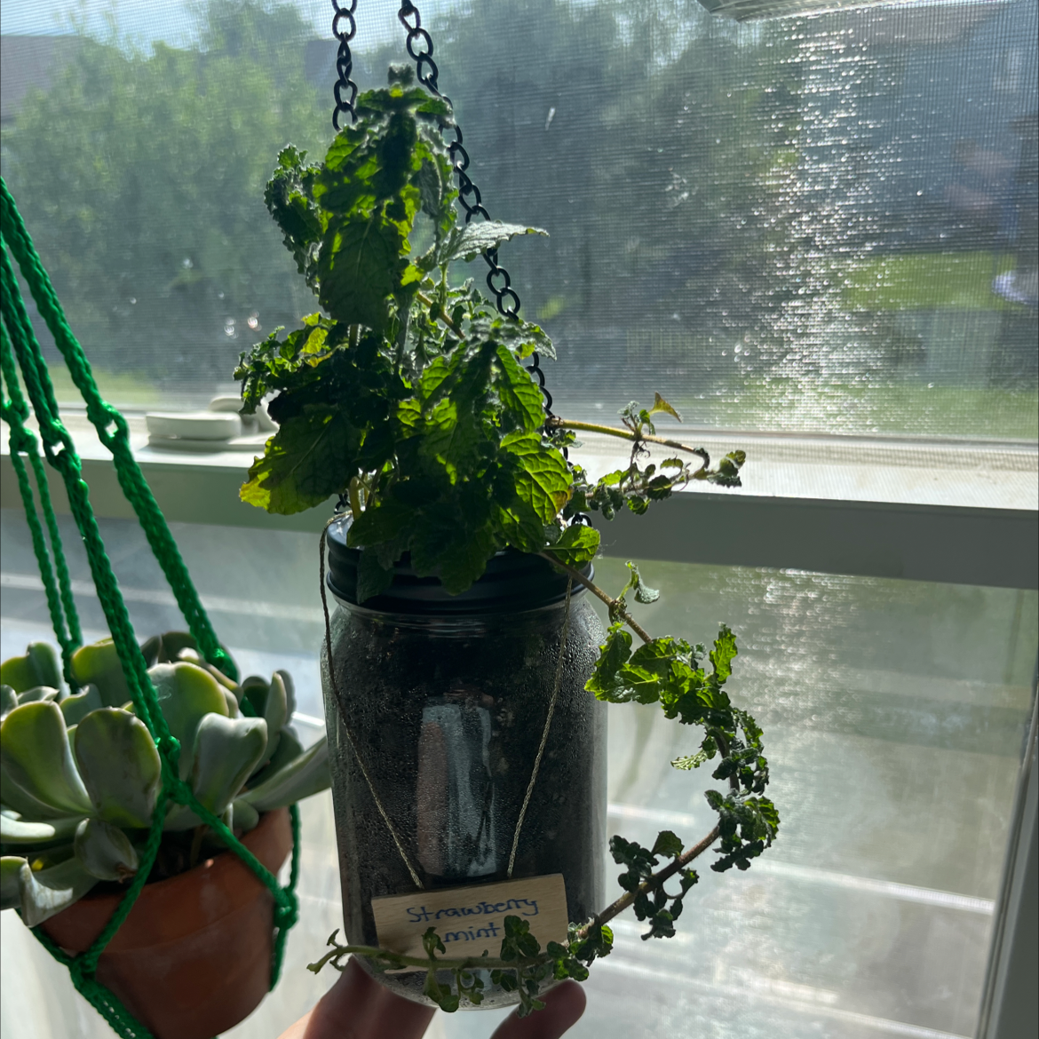 Photo of the plant species strawberry mint by @LucidPrincetut named Strawberry Mint on Greg, the plant care app