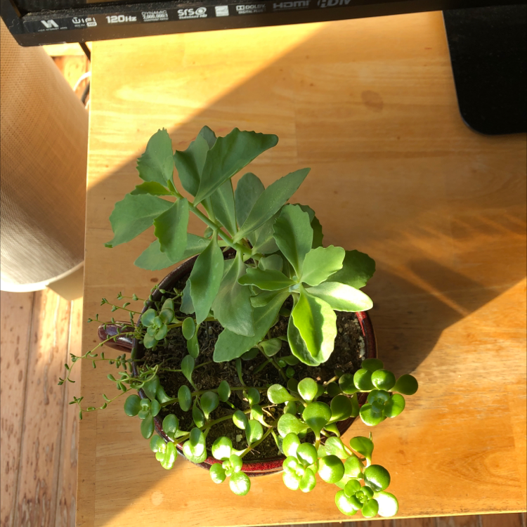 Potted succulent Showy Stonecrop plant with healthy green fleshy leaves on a wooden table, well-framed and in focus.