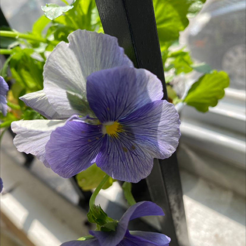 Close-up of a Common Blue Violet with purple and white petals in bloom.