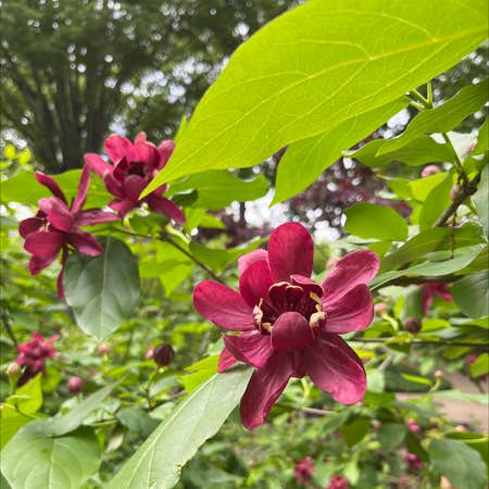 Photo of the plant species Carolina Allspice by @HonestOxlip named Your plant on Greg, the plant care app