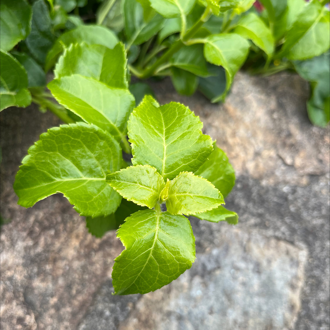 Young Fortune's Spindle plant with vibrant green leaves, well-framed and in focus.
