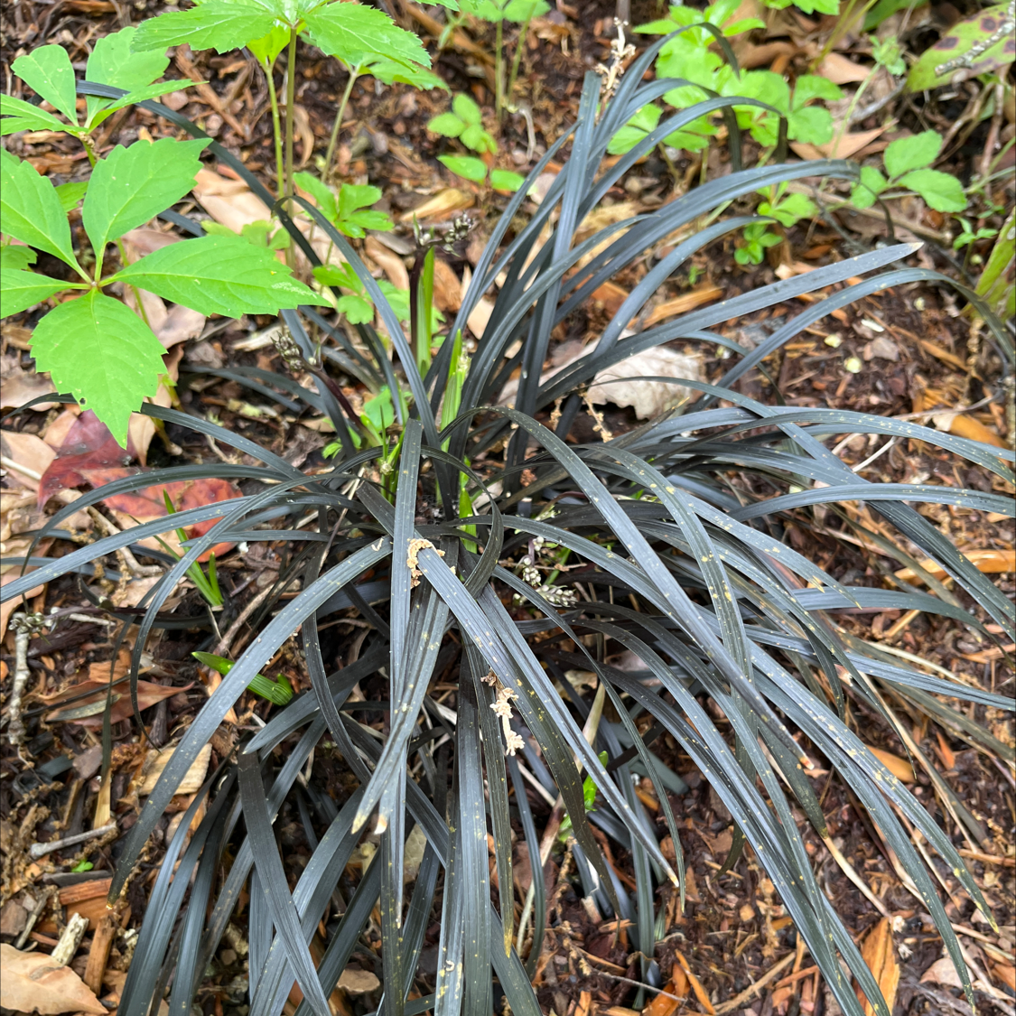 Photo of the plant species Ophiopogon planiscapus by @HonestOxlip named Your plant on Greg, the plant care app
