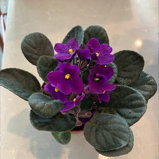 African Violet plant in Orlando, Florida