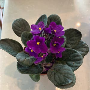 African Violet plant photo by @BJoyce named Leftie on Greg, the plant care app.