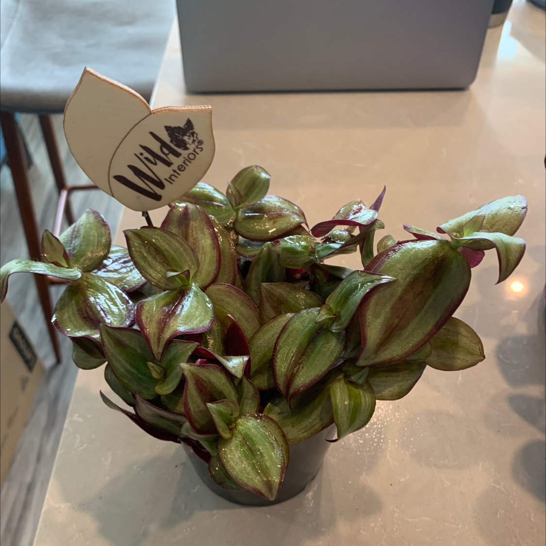 Tradescantia Zebrina plant photo by @BJoyce named Medusa on Greg, the plant care app.