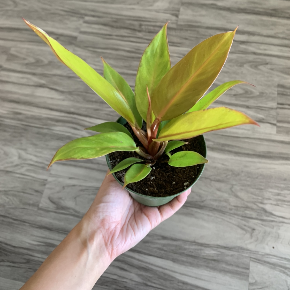 Blushing Philodendron plant photo by @BJoyce named Ash on Greg, the plant care app.