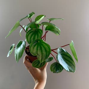 Peperomia Caperata plant photo by @BJoyce named Walter on Greg, the plant care app.