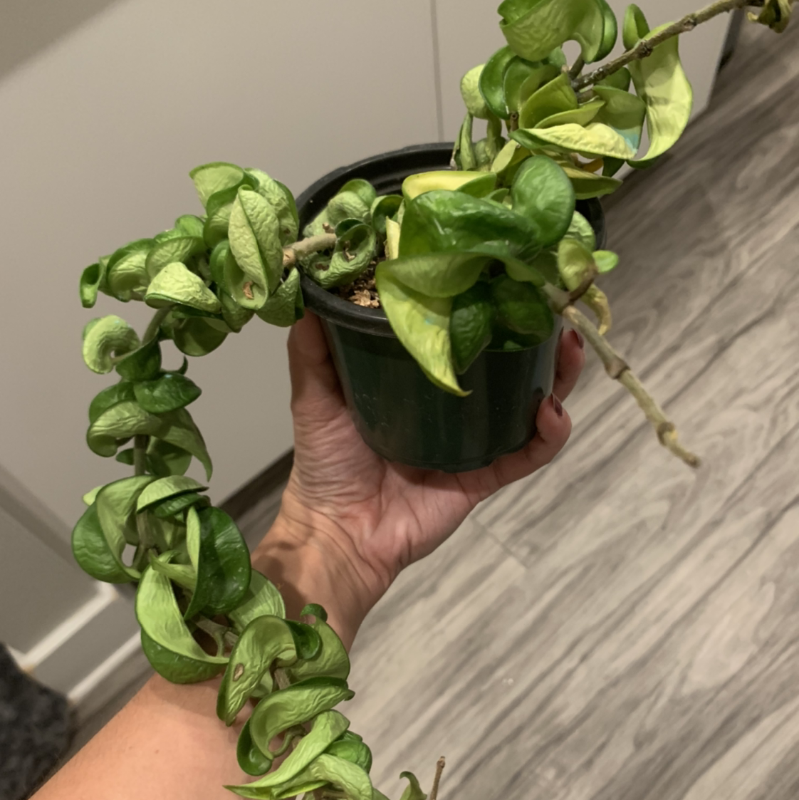Hoya carnosa 'Compacta' plant photo by @BJoyce named Pax on Greg, the plant care app.