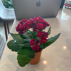 Florist Kalanchoe plant photo by @BJoyce named Carrie on Greg, the plant care app.