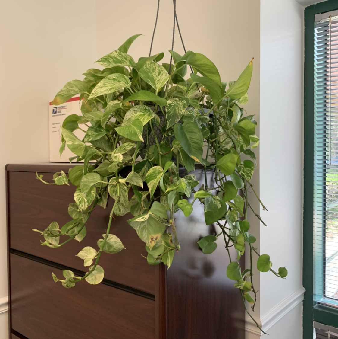 Taro Vine plant photo by @BJoyce named Clooney on Greg, the plant care app.