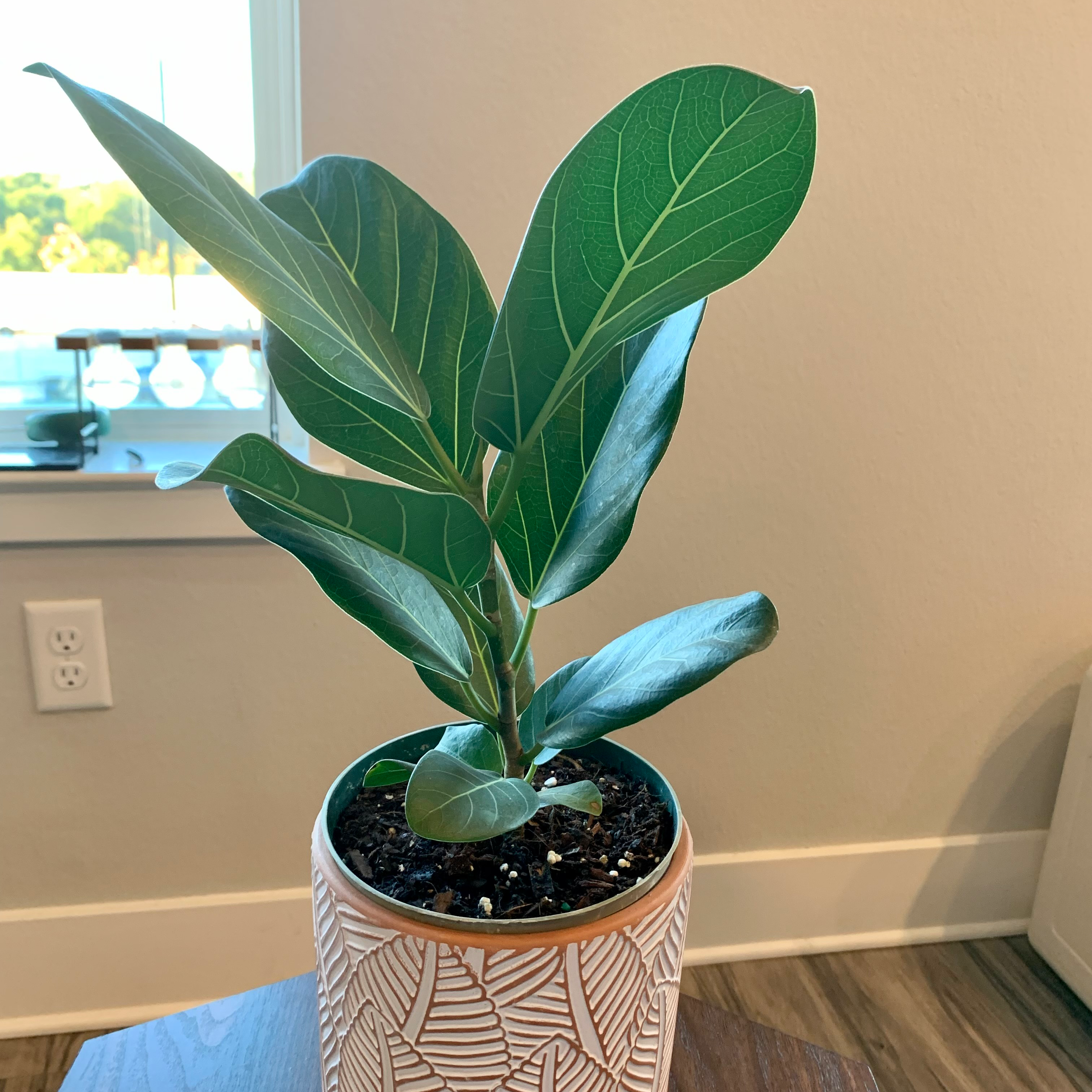 Audrey Ficus is Not Toxic To Humans
