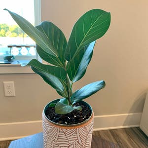 Audrey Ficus plant photo by @BJoyce named Audrey on Greg, the plant care app.
