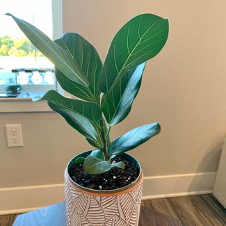 Audrey Ficus plant in Orlando, Florida