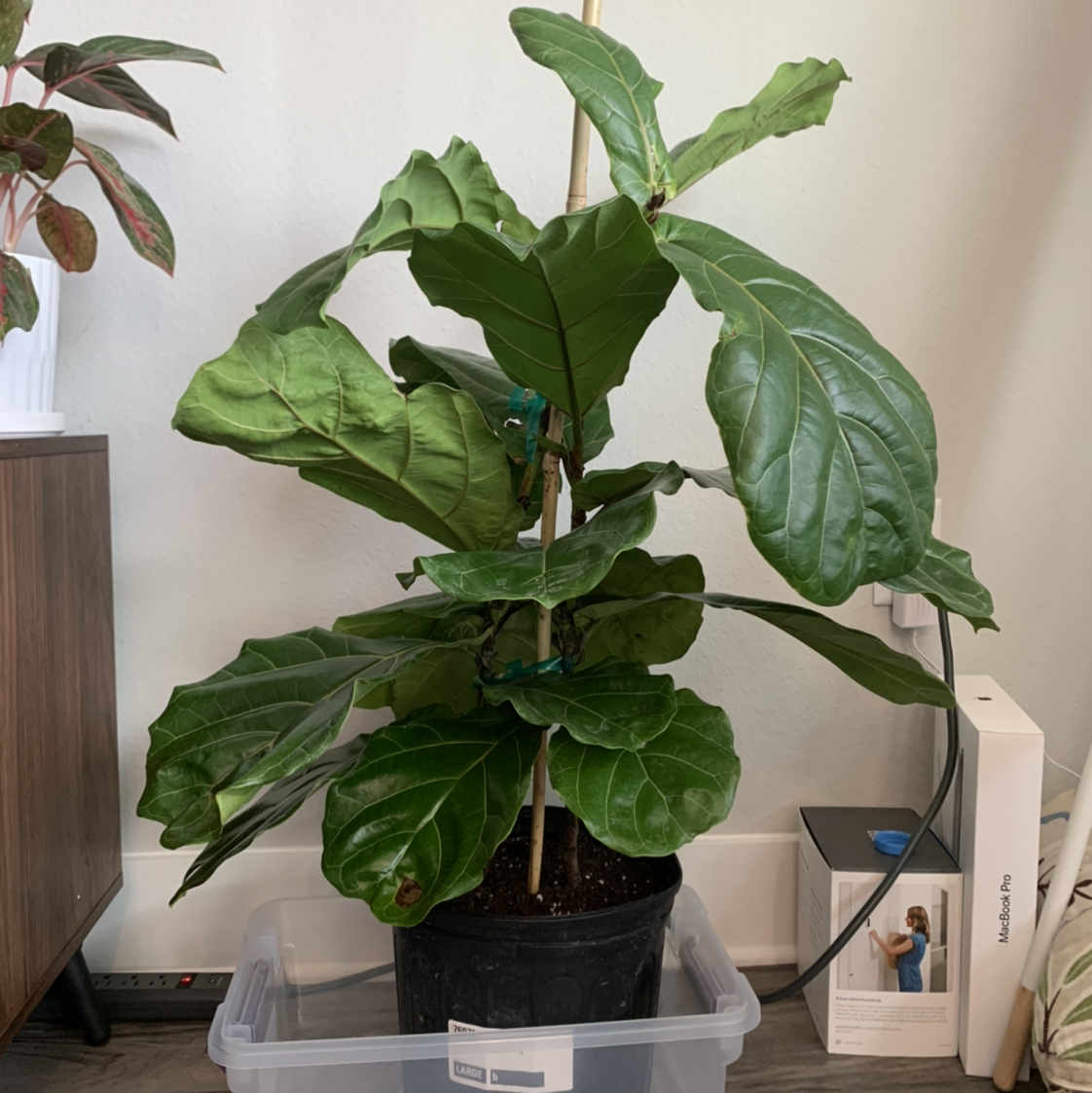 Fiddle Leaf Fig plant photo by @BJoyce named Fiona on Greg, the plant care app.