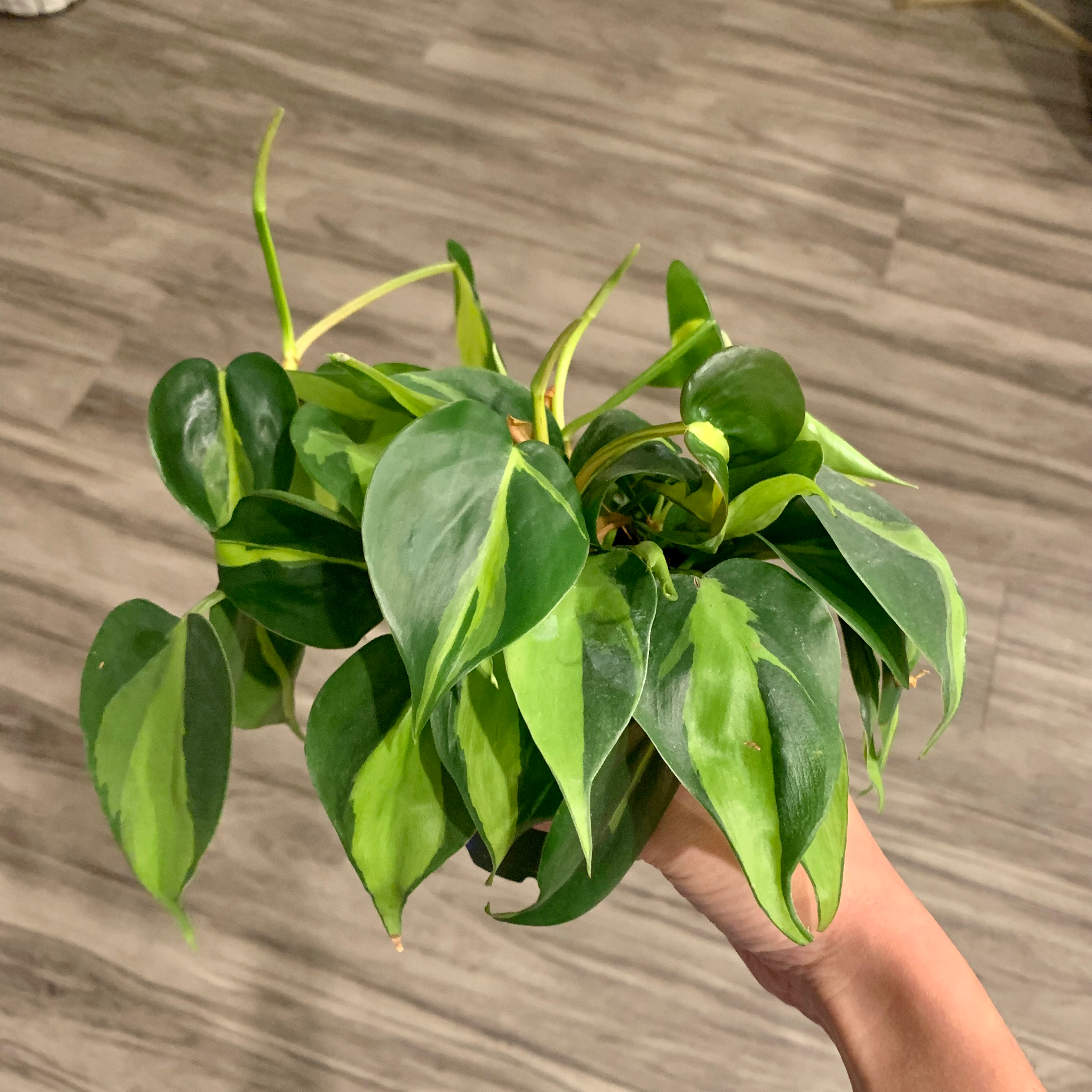 Philodendron Brasil plant photo by @BJoyce named Dino on Greg, the plant care app.