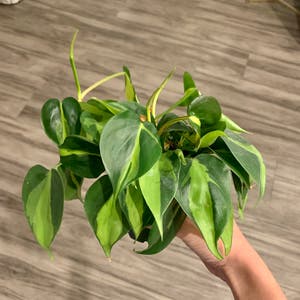 Philodendron Brasil plant photo by @BJoyce named Dino on Greg, the plant care app.