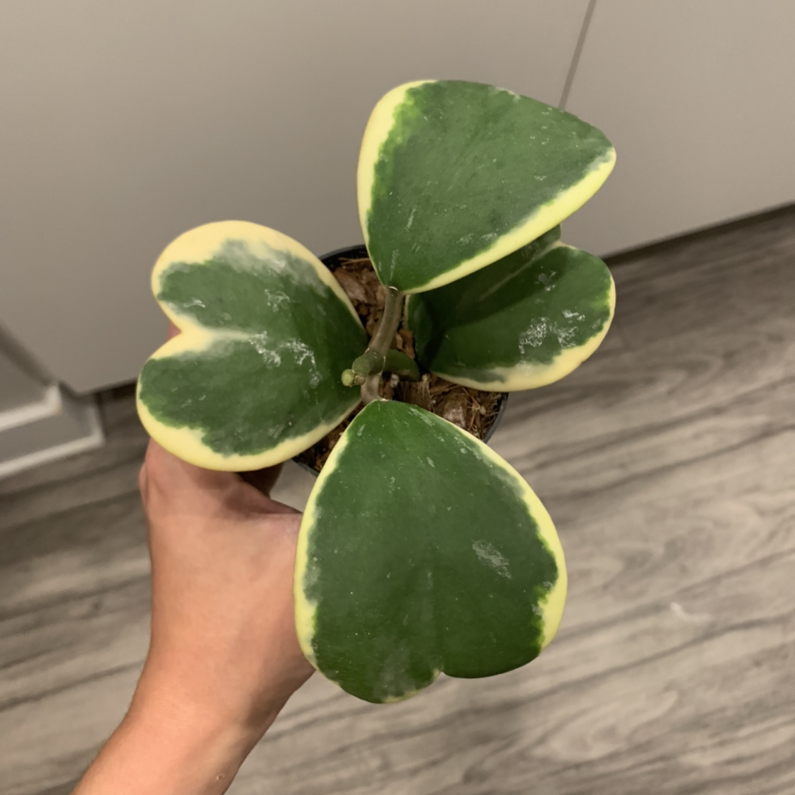 Variegated Heart Leaf Hoya plant photo by @BJoyce named Coco on Greg, the plant care app.