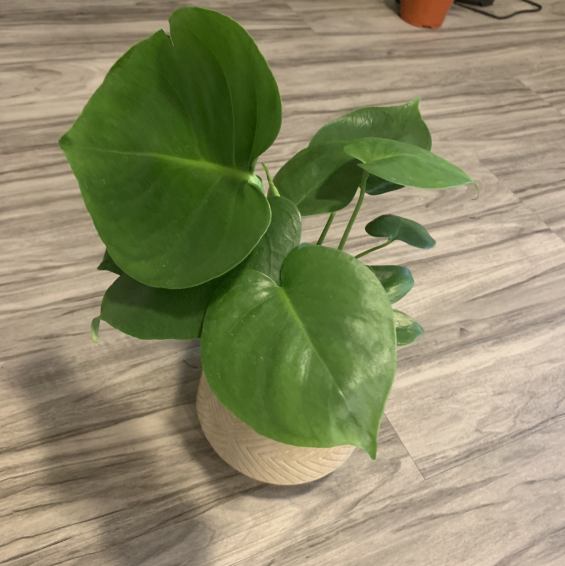 Monstera plant photo by @BJoyce named Madonna on Greg, the plant care app.