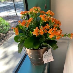 Florist Kalanchoe plant photo by @BJoyce named Woodstock on Greg, the plant care app.