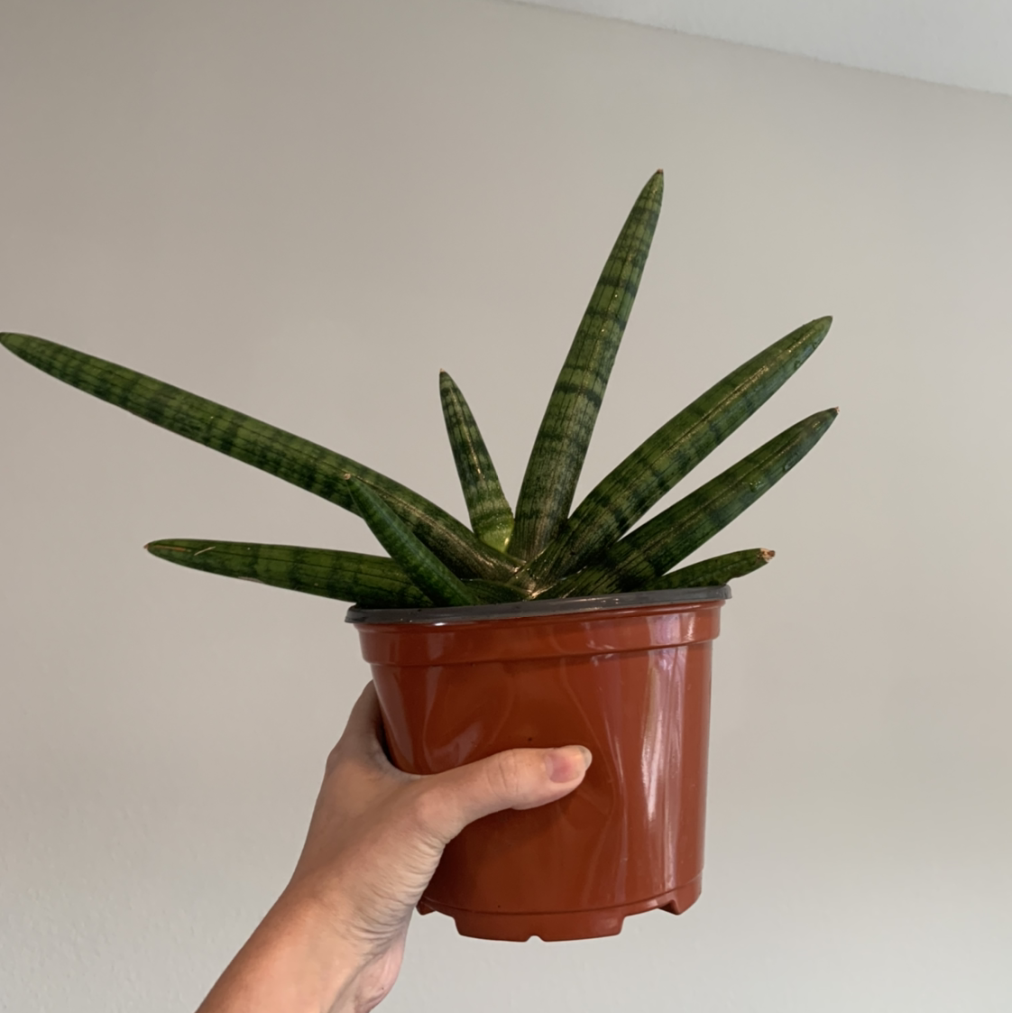 Cylindrical Snake Plant plant photo by @BJoyce named Sonic on Greg, the plant care app.