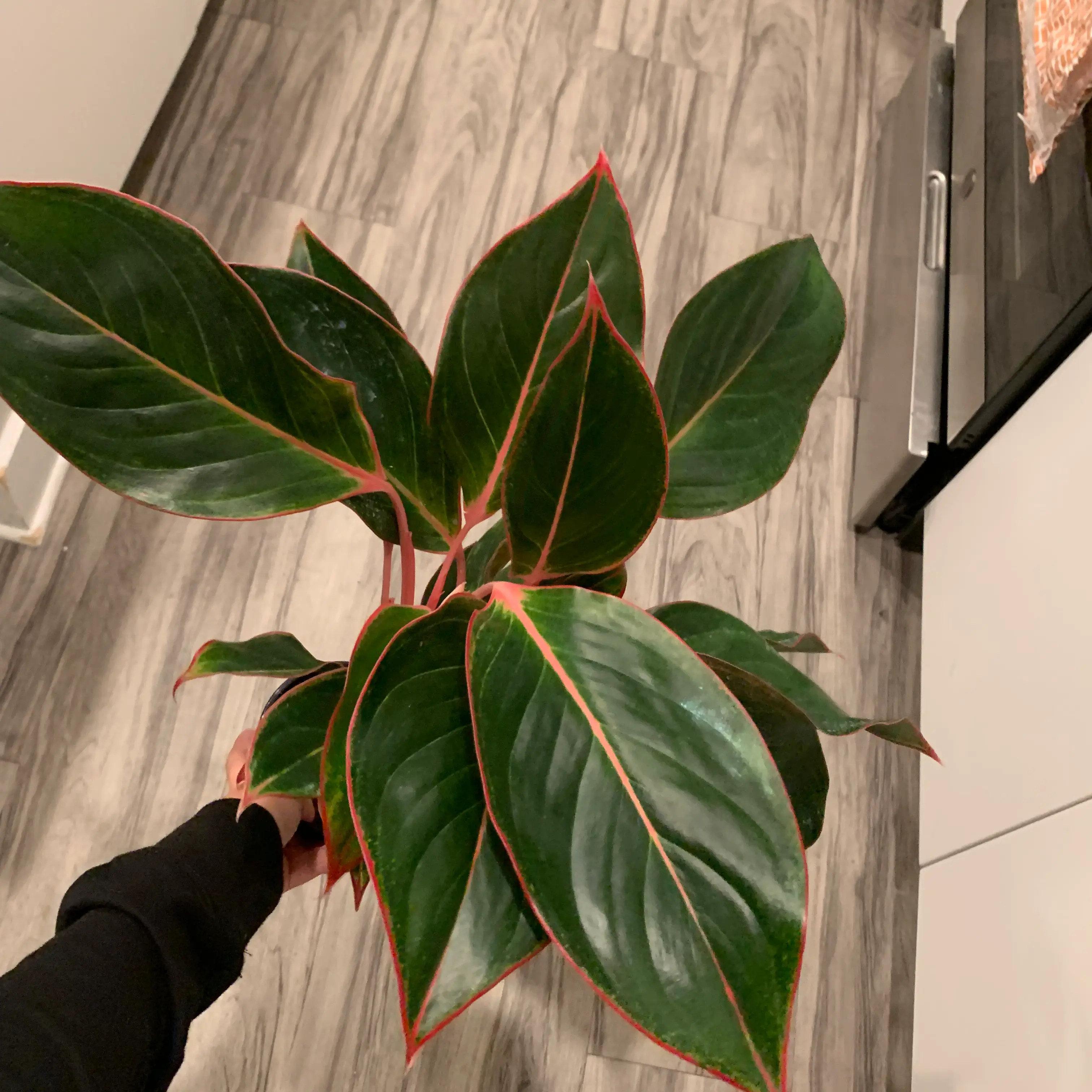 Photo of the plant species saphire susane by @BJoyce named Anastasia on Greg, the plant care app