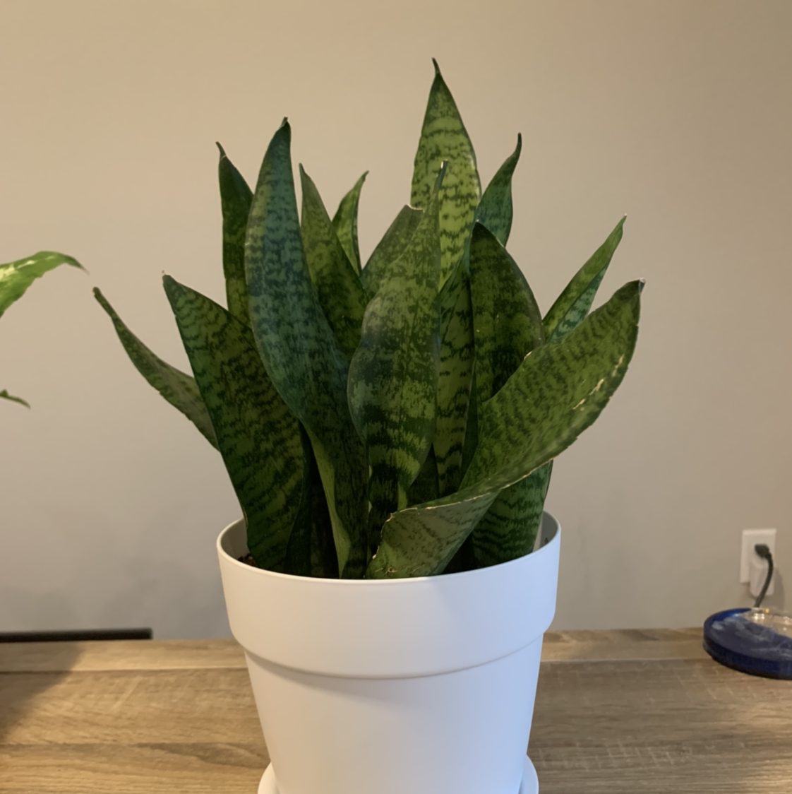 Snake Plant plant photo by @BJoyce named Sly on Greg, the plant care app.