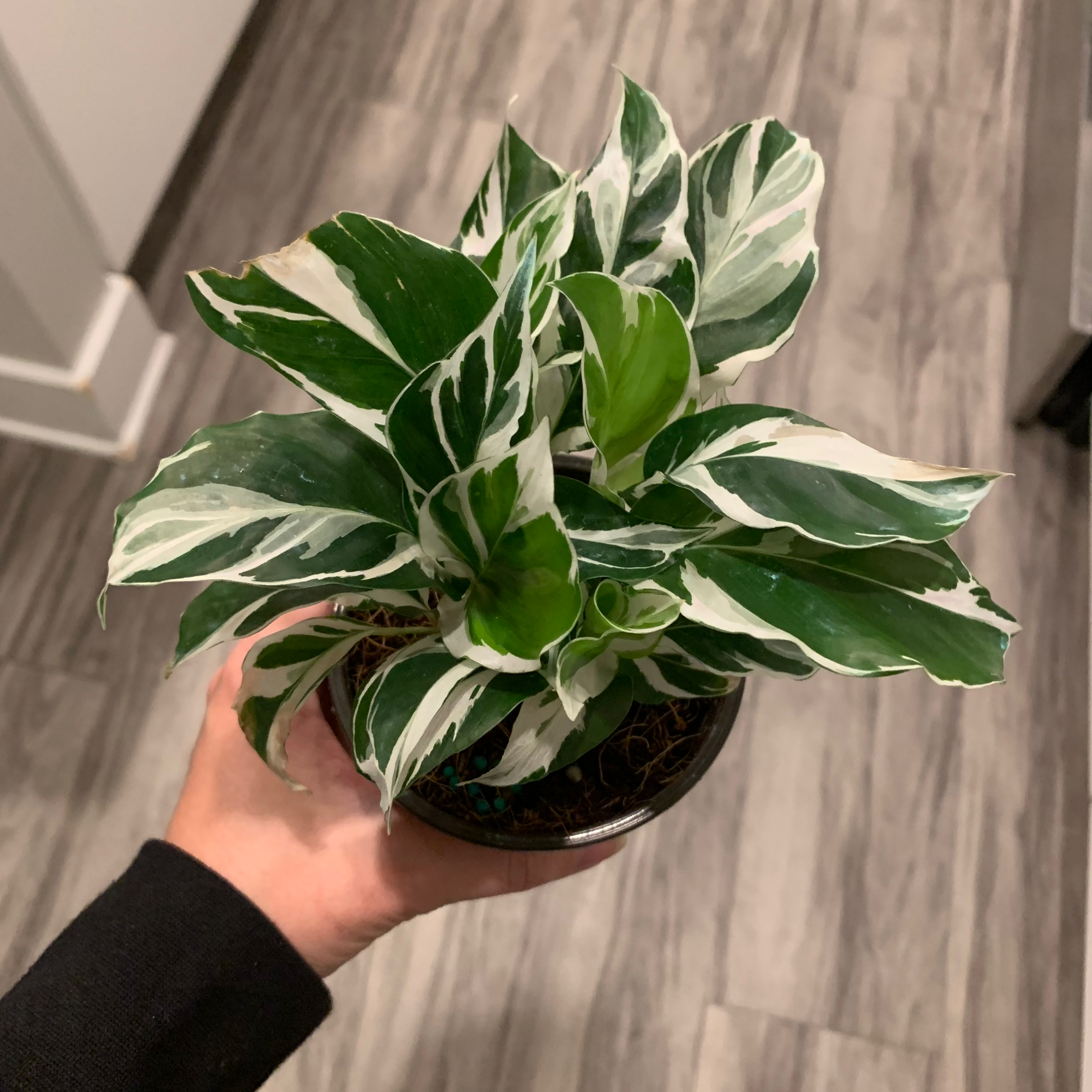 Calathea 'White Fusion' plant photo by @BJoyce named Cruella on Greg, the plant care app.