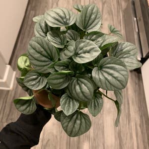Emerald Ripple Peperomia plant photo by Bjoyce named Dax on Greg, the plant care app.
