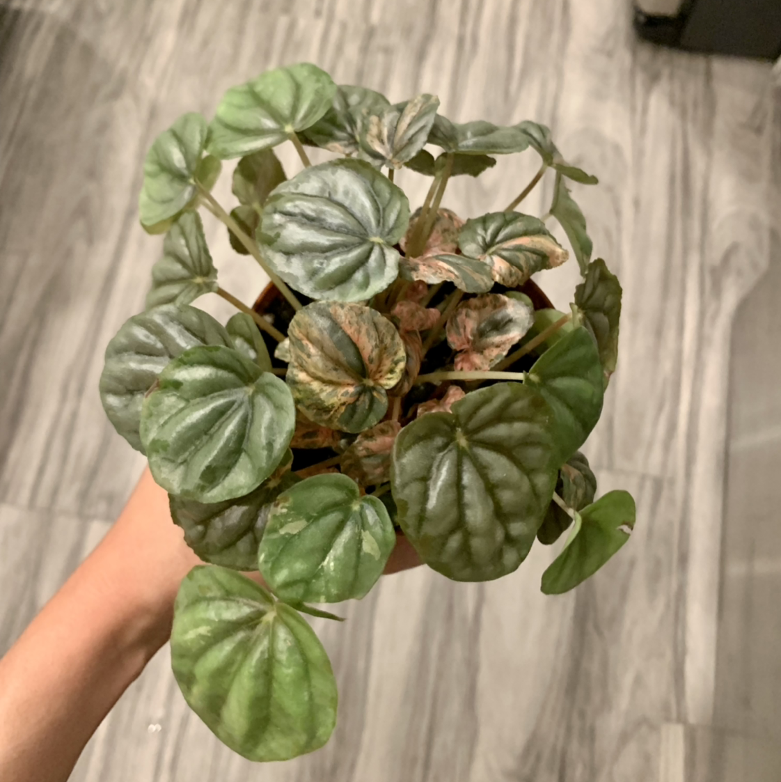 Photo of the plant species Peperomia Pink Lady by @BJoyce named Paula on Greg, the plant care app