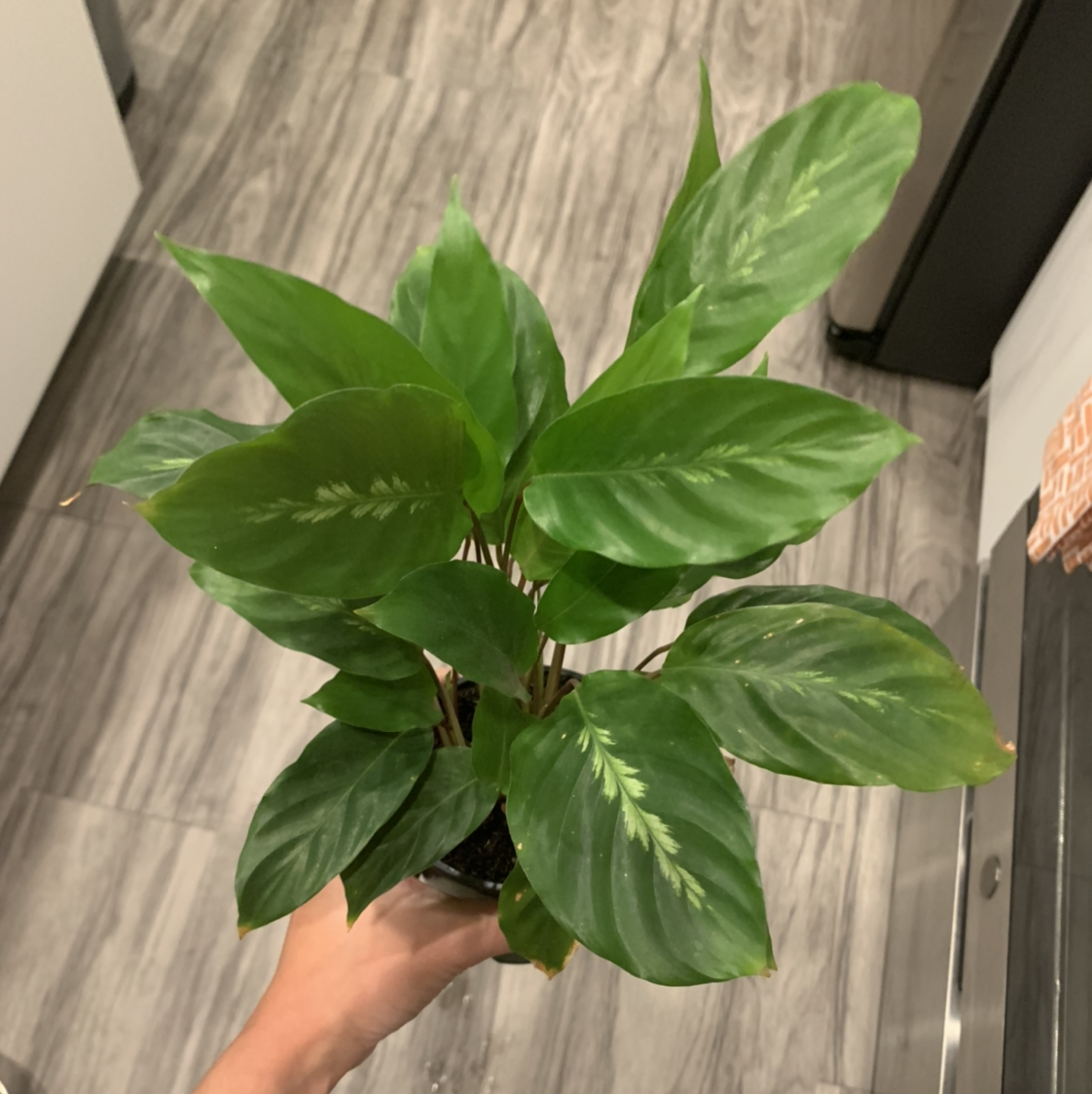 Prayer Plant 'Maui Queen' with vibrant green leaves and white markings, held by a hand.