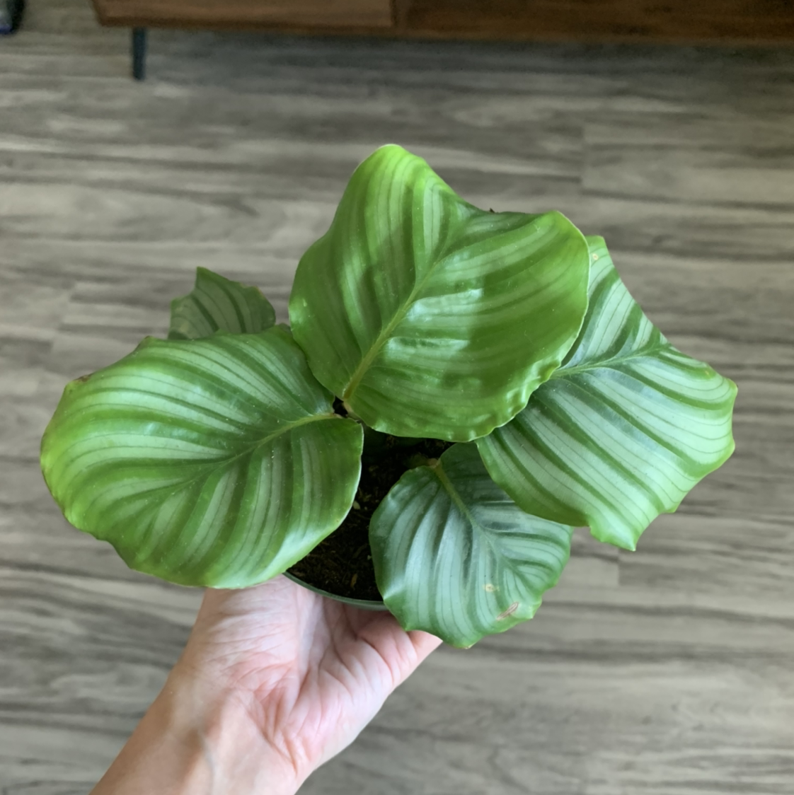 Calathea Orbifolia plant photo by @BJoyce named Ollie on Greg, the plant care app.